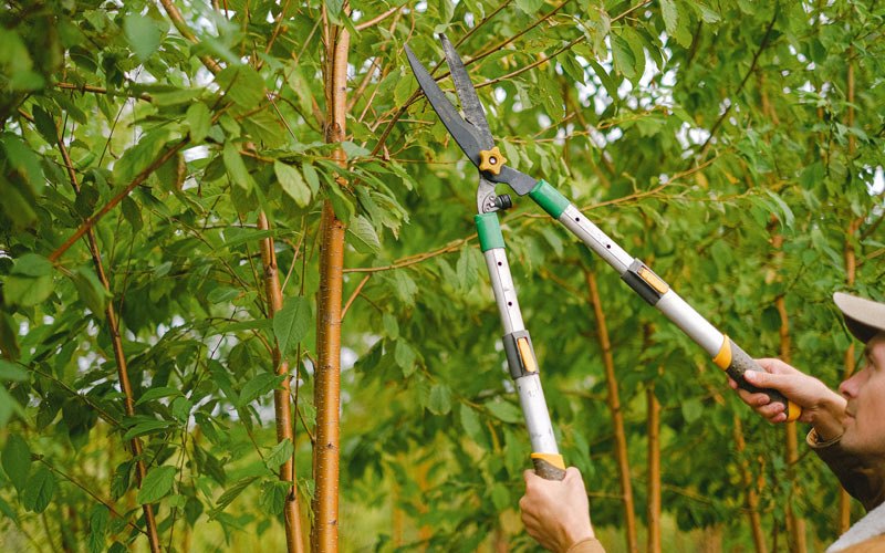 Tree trimming in Schoharie, NY